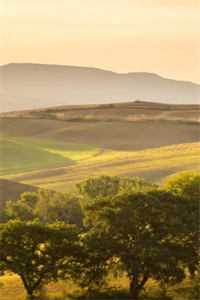 时茧重启：机械心脏的量子情囚苏晚晚傅霆琛全文+番茄<