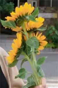 室友的野生菌有毒