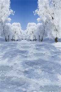 全文小说装穷的豪门父母，背着我在外富养假千金林雪林羽